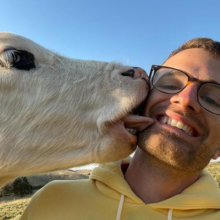 Coco being kissed by a cow